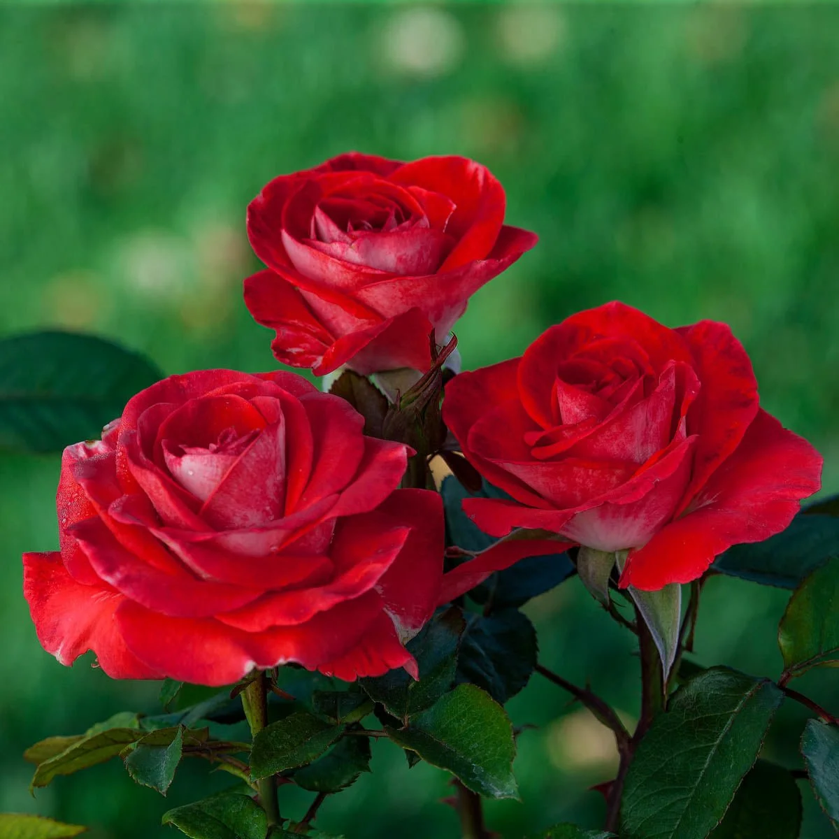 75731_JUMBOSMOKIN_HOT_R_HYBRIDTEAROSE_Main_BR.jpg