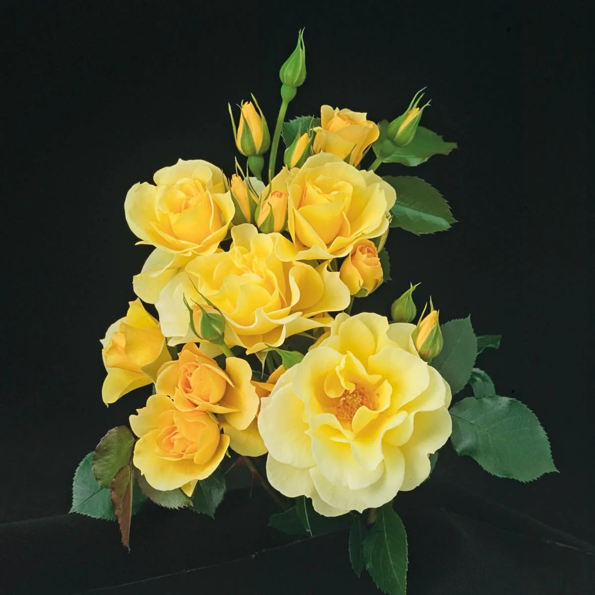 62938_SKY_STHELIMITTMCLIMBINGROSE_Alt1_SH.jpg