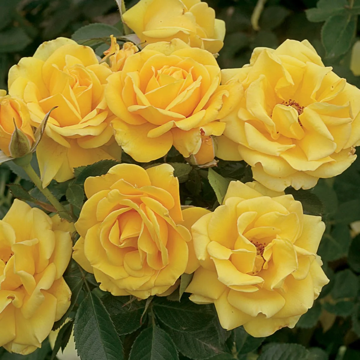 97540_HALFSHOCKWAVE_FloribundaRose_Alt1_GU.jpg