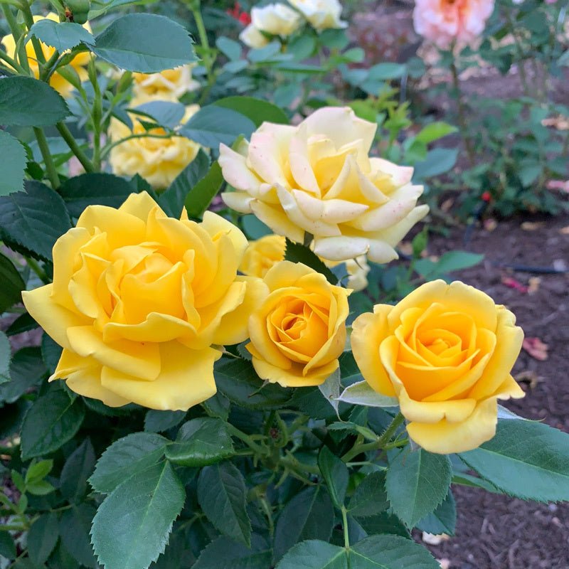 Rosa_Loveland_Trials_5590.jpg