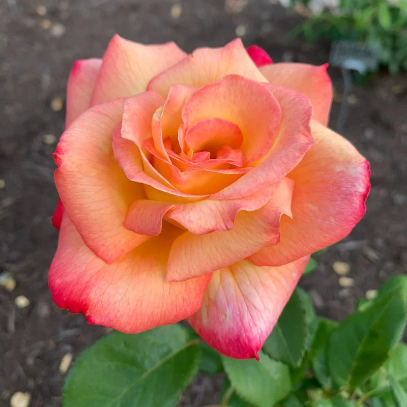 Rosa_Loveland_Trials_5508.jpg