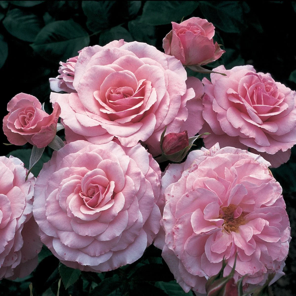 97597_SEXYREXYFLORIBUNDAROSE_Main_SH.jpg
