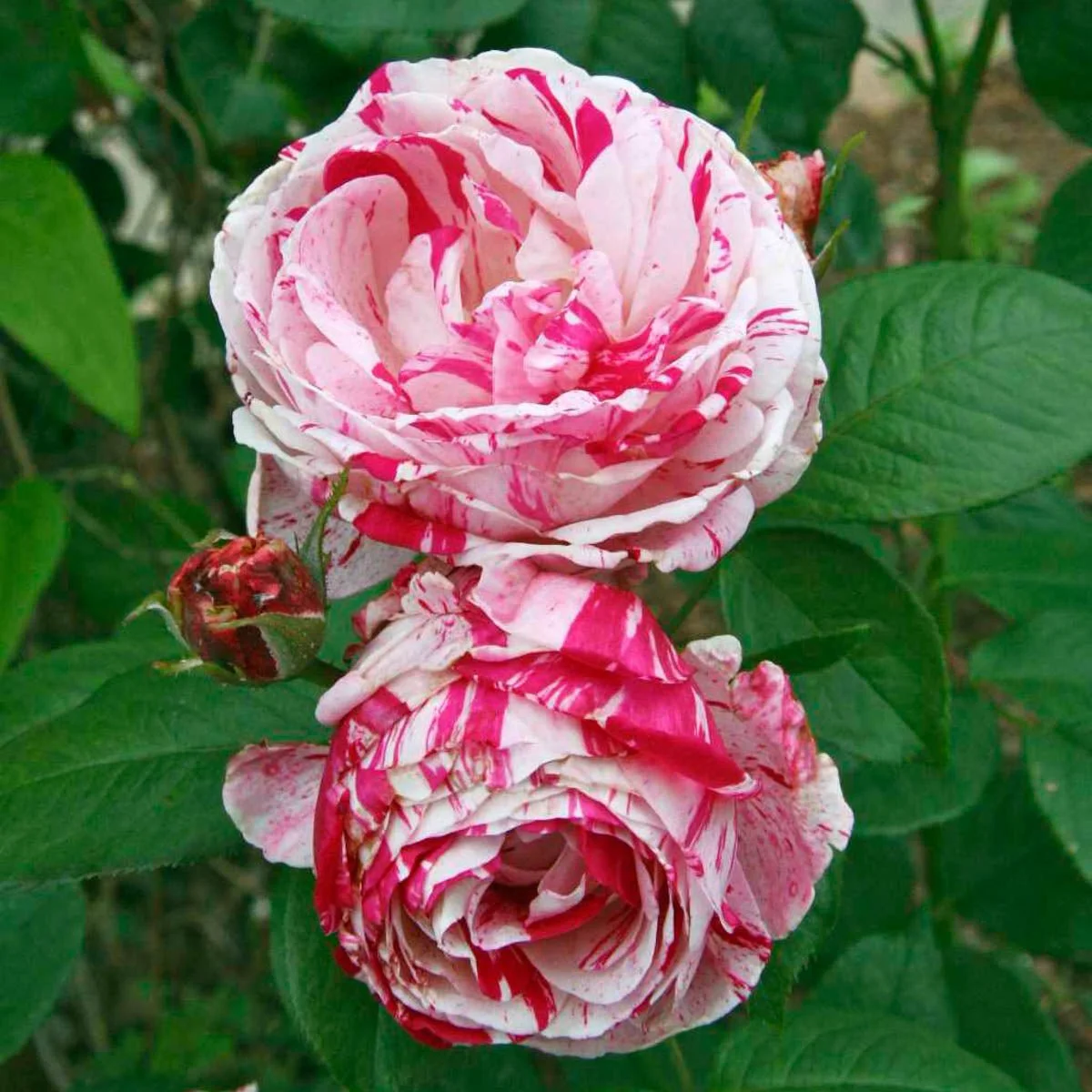 60993_SCENTIMENTALTMFLORIBUNDAROSE_Alt1.jpg