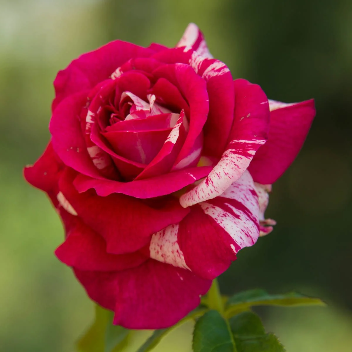 69186A_SCENTIMENTALTREEROSE_Alt1_MB.jpg