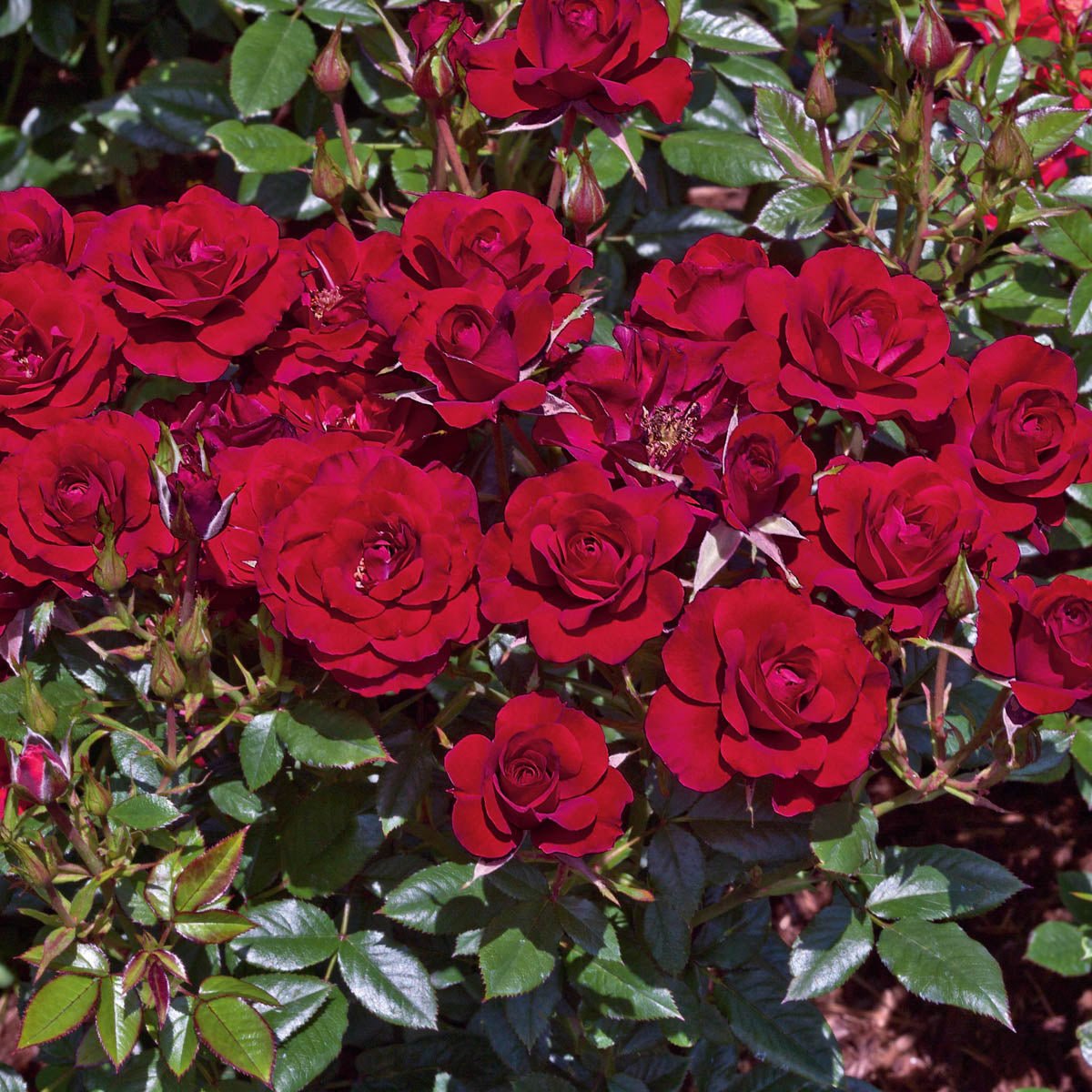 62030A_RUBYRUBYTMGARDENMINIATUREROSE_Main_MB.jpg