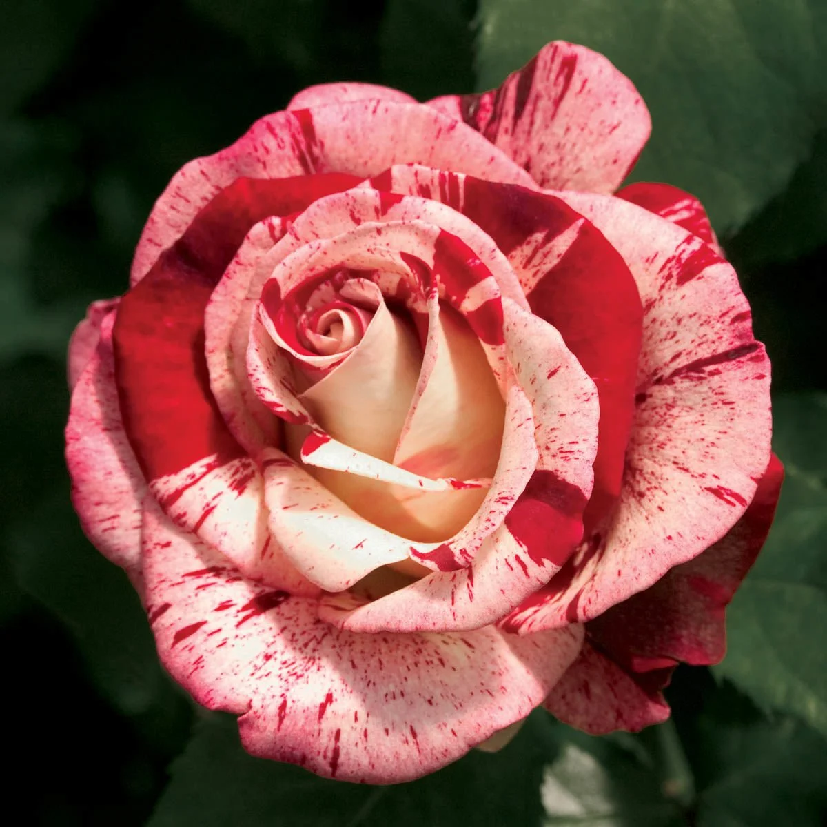 75132_Rock_RollGrandifloraRose-JB_Alt1_SH.jpg
