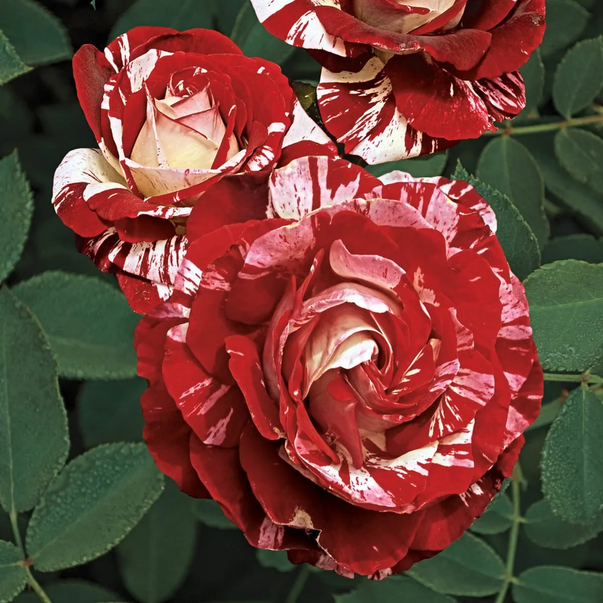 75132_Rock_RollGrandifloraRose-JB_Main_SH.jpg