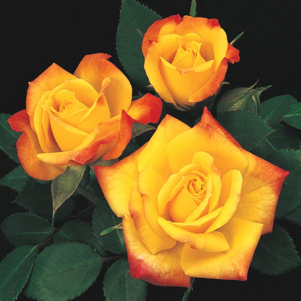 87032_Rainbow_sEndMiniatureRose_Main_GU.jpg