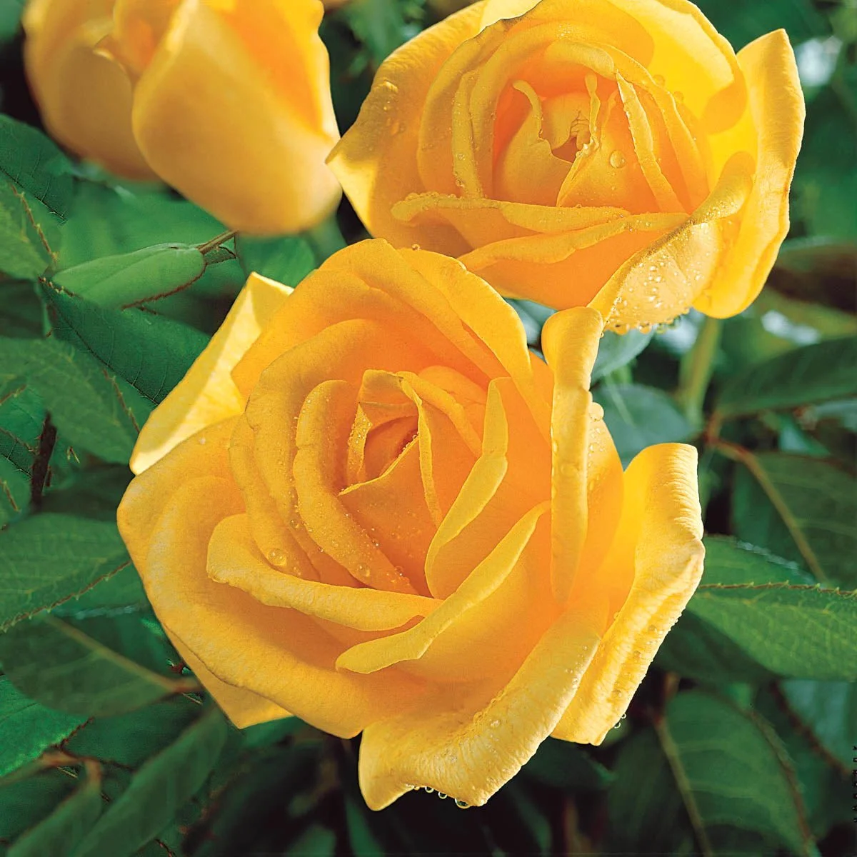 76600_FragrantRoseGardenCollection_Alt2_BR.jpg