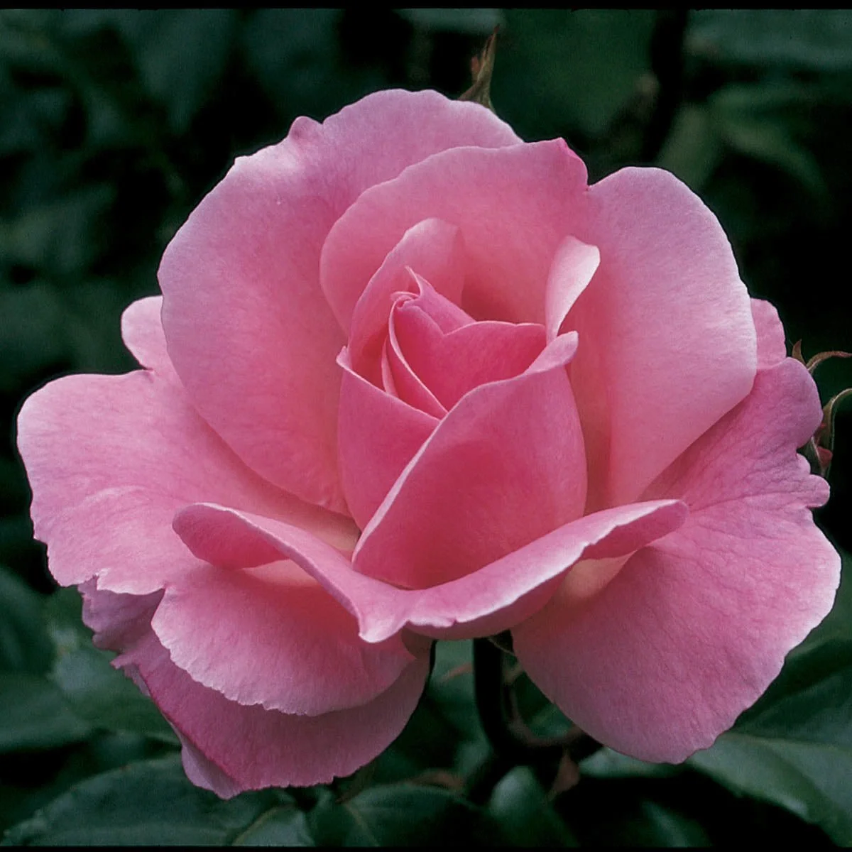 63477_QueenElizabethGrandifloraRose_Main_BR.jpg