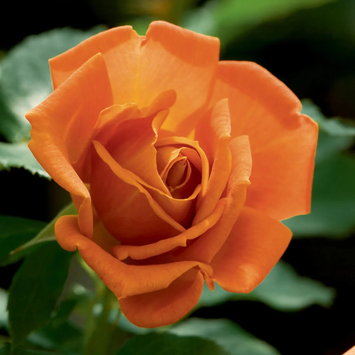 85564_PumpkinPatch_FloribundaRose_Alt1_GU.jpg