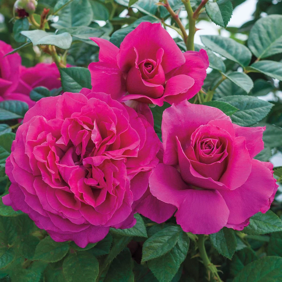 95572_PrettyLadyRoseDowntonAbbeyHybridTeaRose_Main_BR.jpg