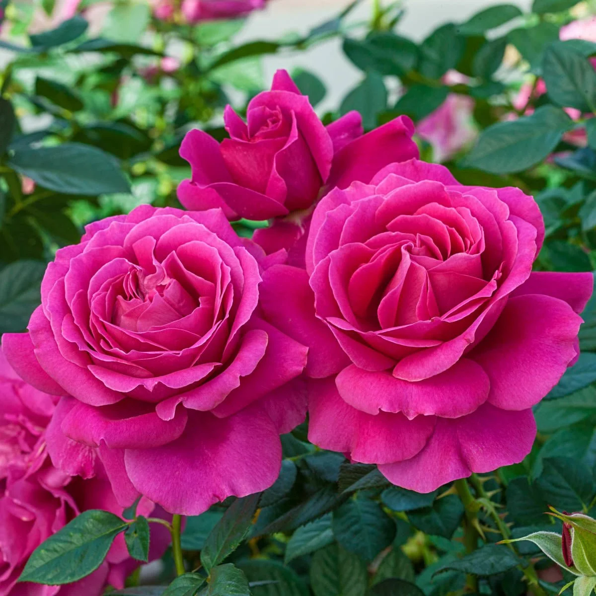 95572_PRETTYLADYROSEDOWNTONABBEYROSE_Main_HD.jpg