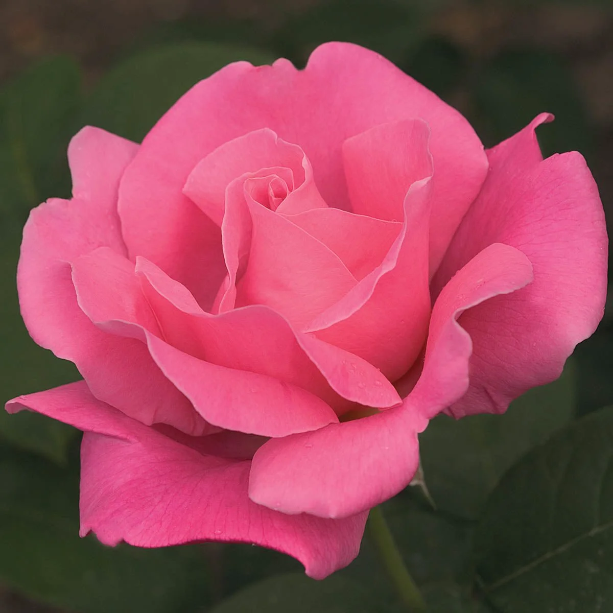 60624_PerfumeDelightHybridTeaRose_Main.jpg