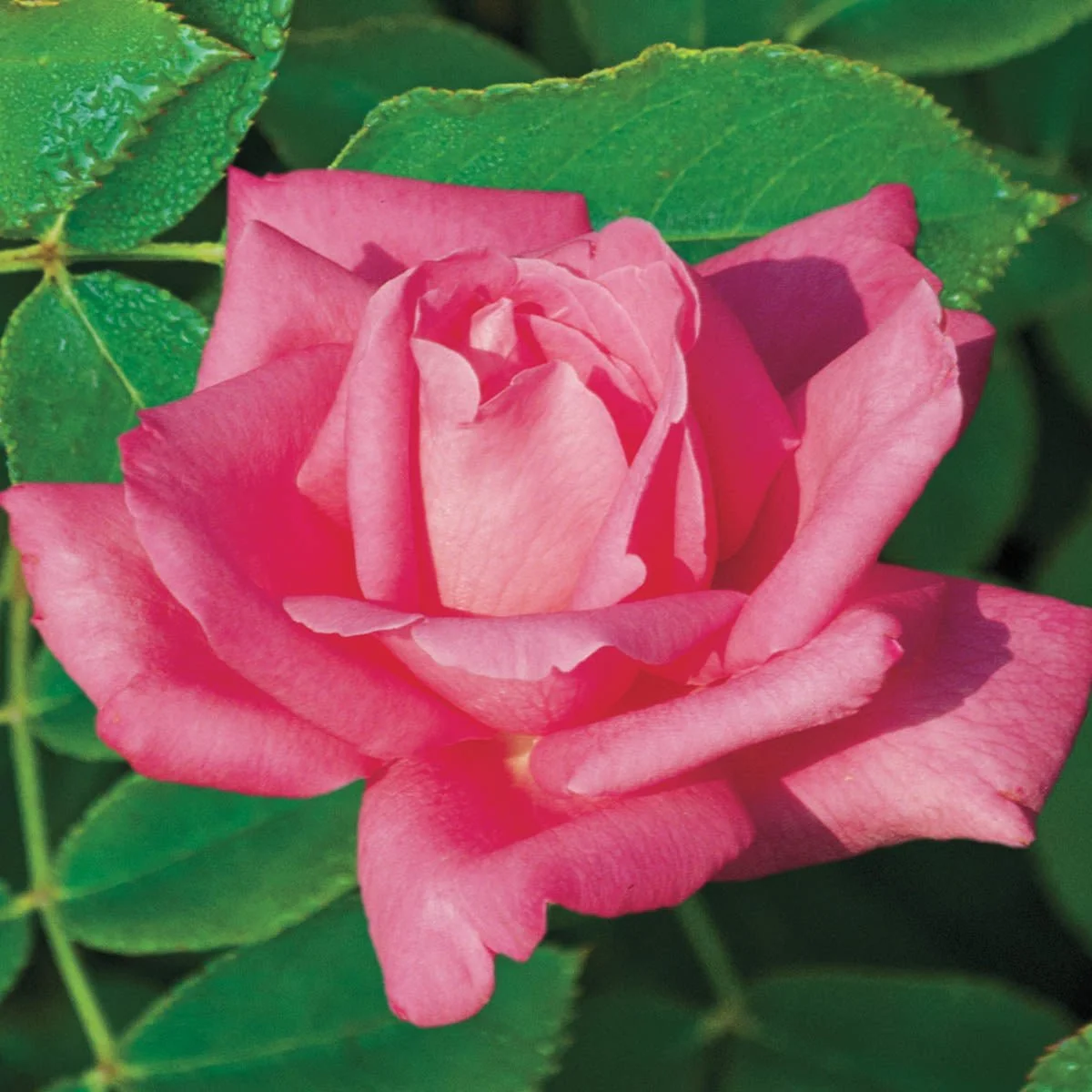 85561_PerfumeDelightHybridTeaRose_Main_SH.jpg