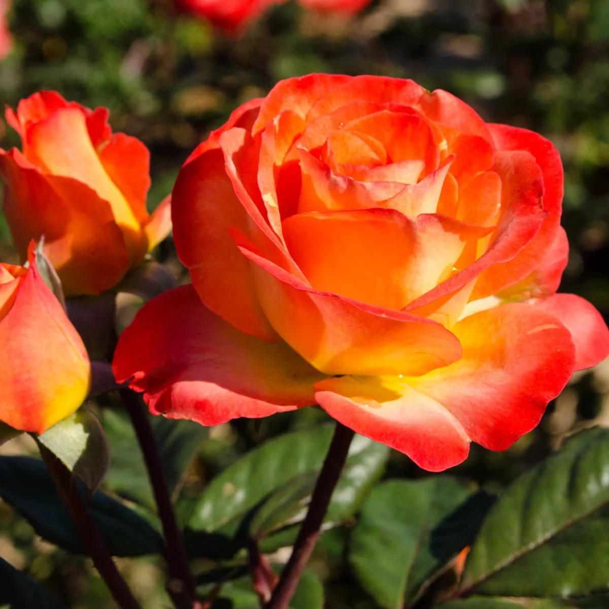 81612_PerfectMomentHybridTeaRose_Main_GU.jpg