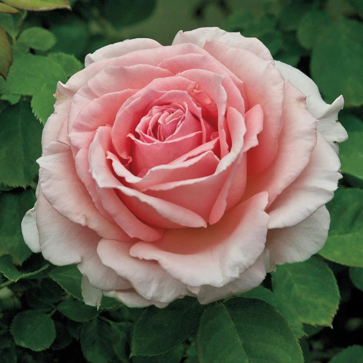 74041_PearlyGates_ClimbingRose_Main_BR.jpg
