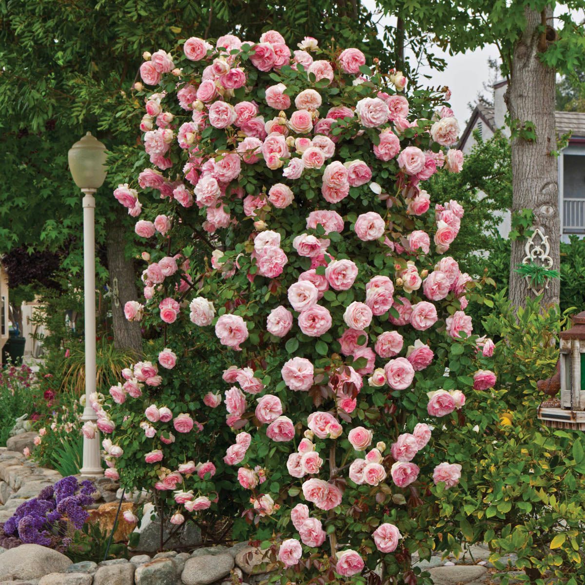 74041_PearlyGates_ClimbingRose_Alt1_BR.jpg