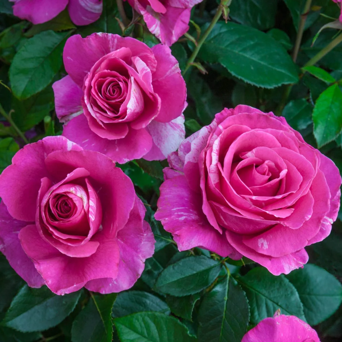 69901_ParadeDayGrandifloraRose_Main_BR.jpg