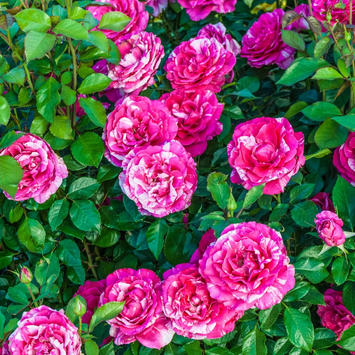 69901_PARADEDAYGRANDIFLORAROSE_Alt2.jpg
