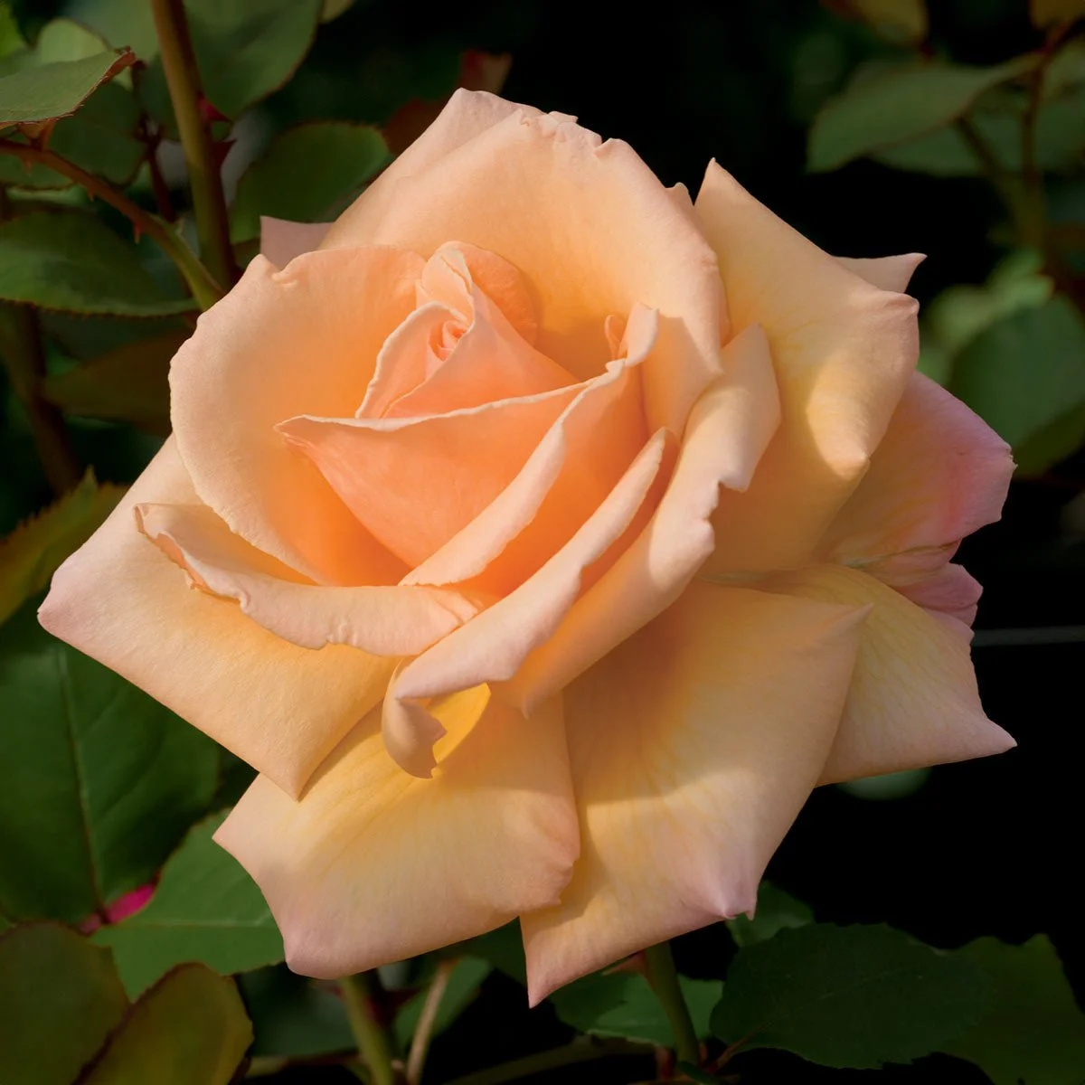 75743_OVER-THE-MOON-TM-HYBRID-TEA-ROSE_Main_SH.jpg