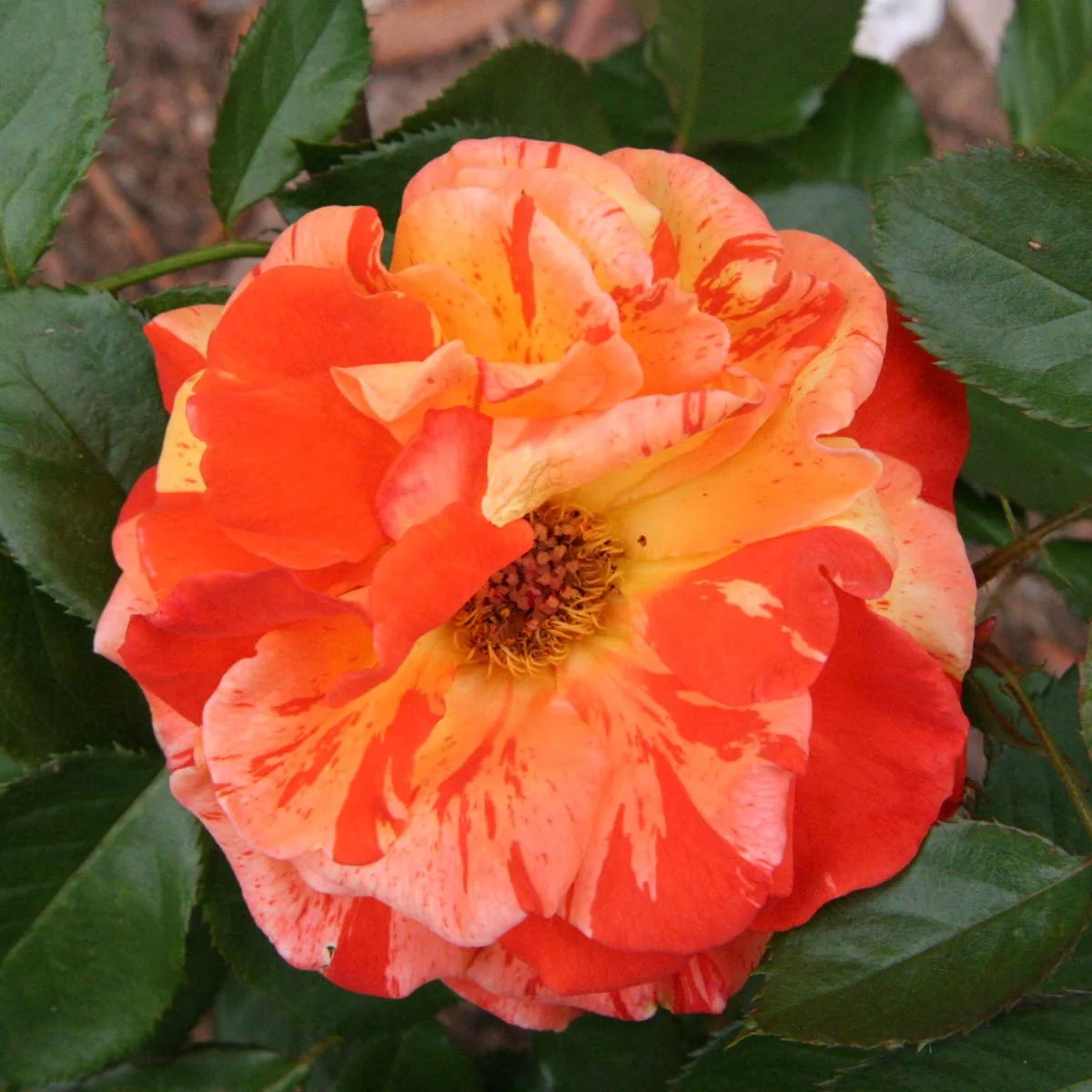 75717_OrangesN_LemonsShrubRose_Alt1_SH.jpg