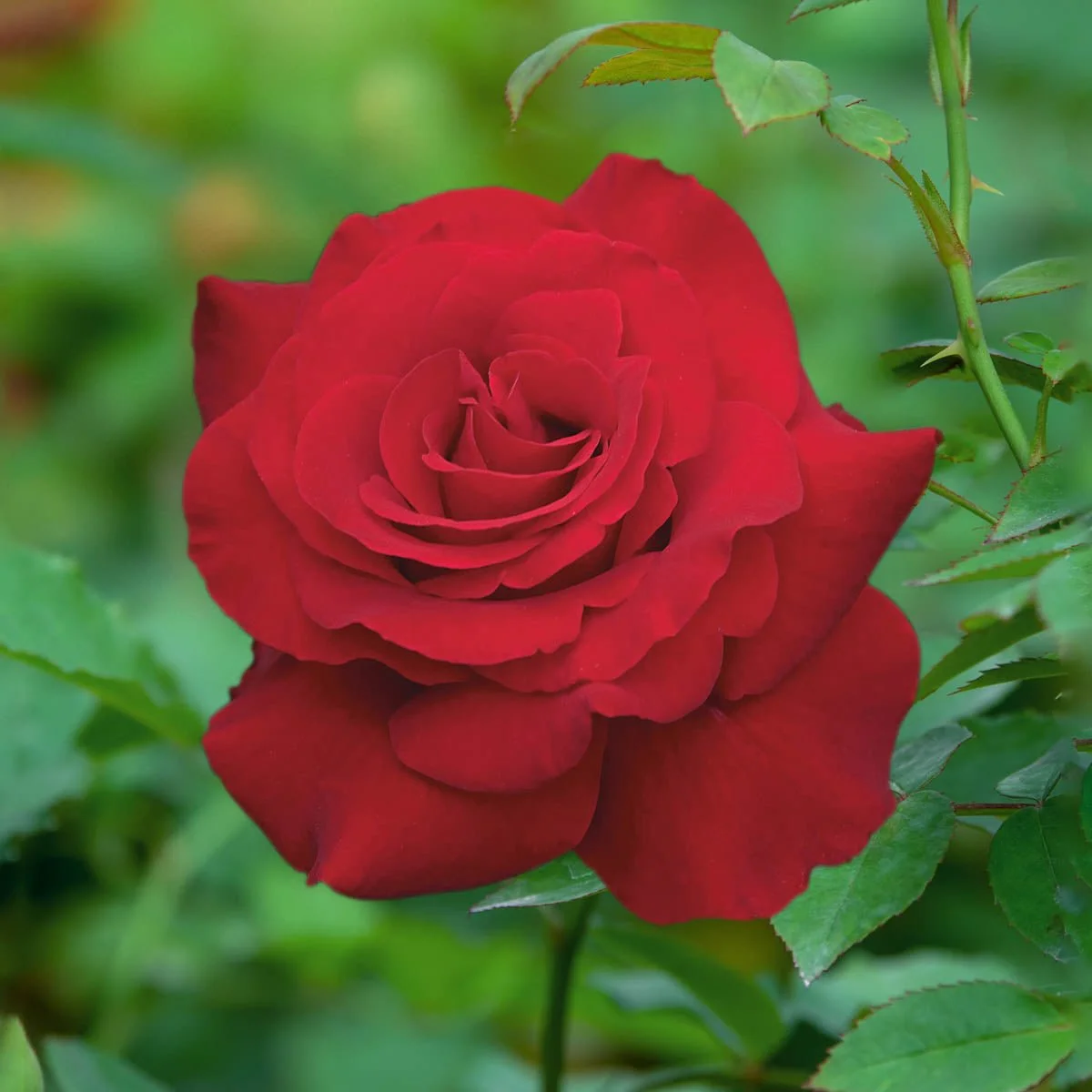 66345_OpeningNight_HybridTeaRose_Main_BR-1.jpg