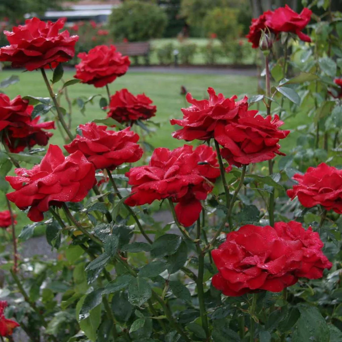 05492_OPENINGNIGHTTMHYBRIDTEAROSE_Alt1.jpg