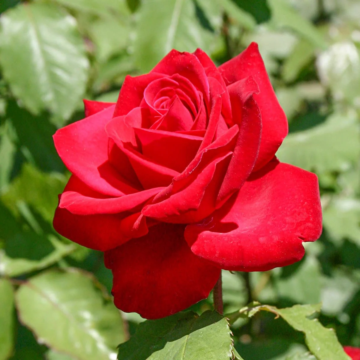 81609_OLYMPIADHYBRIDTEAROSE_Main_SH.jpg