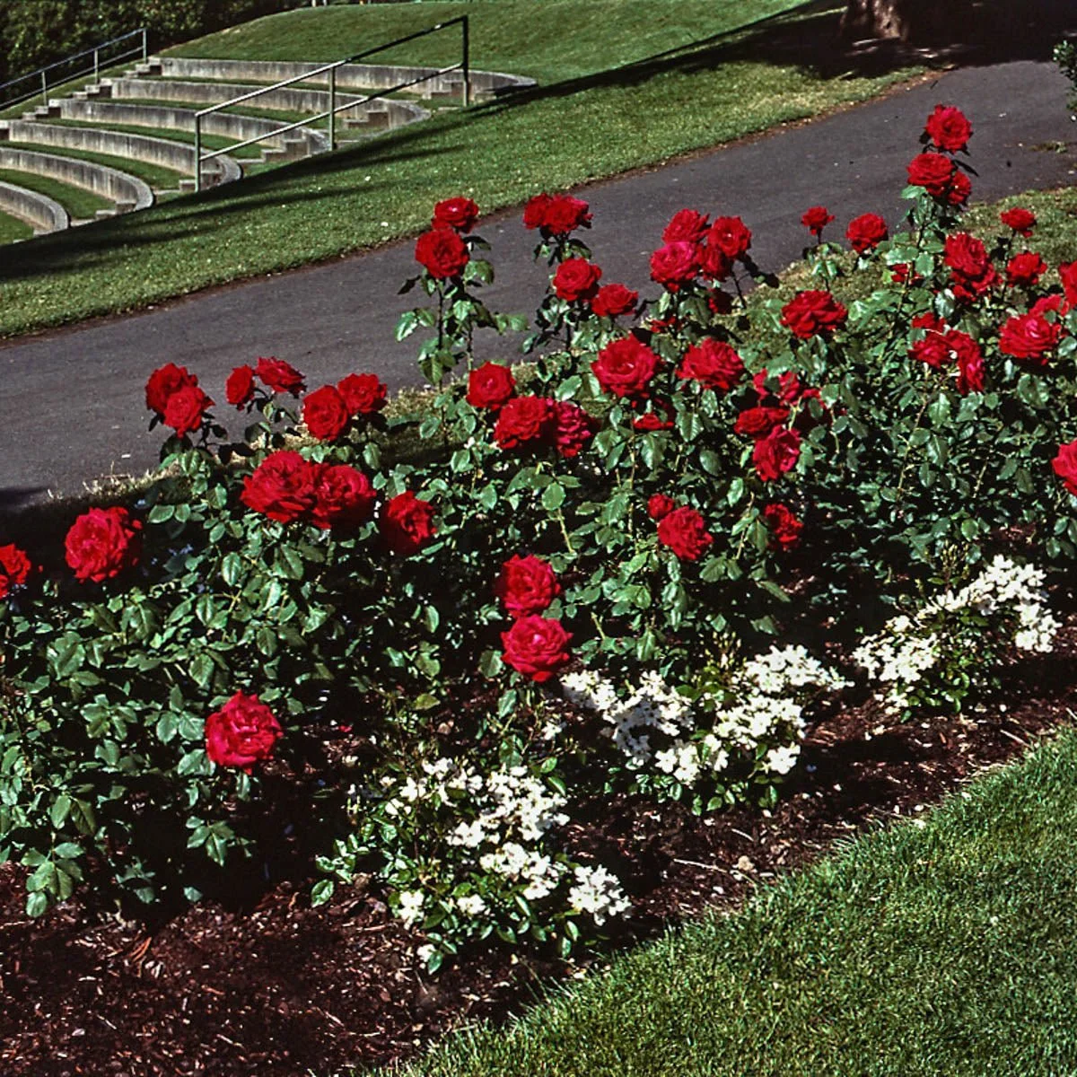 60996_OLYMPIADHYBRIDTEAROSE_Alt1.jpg