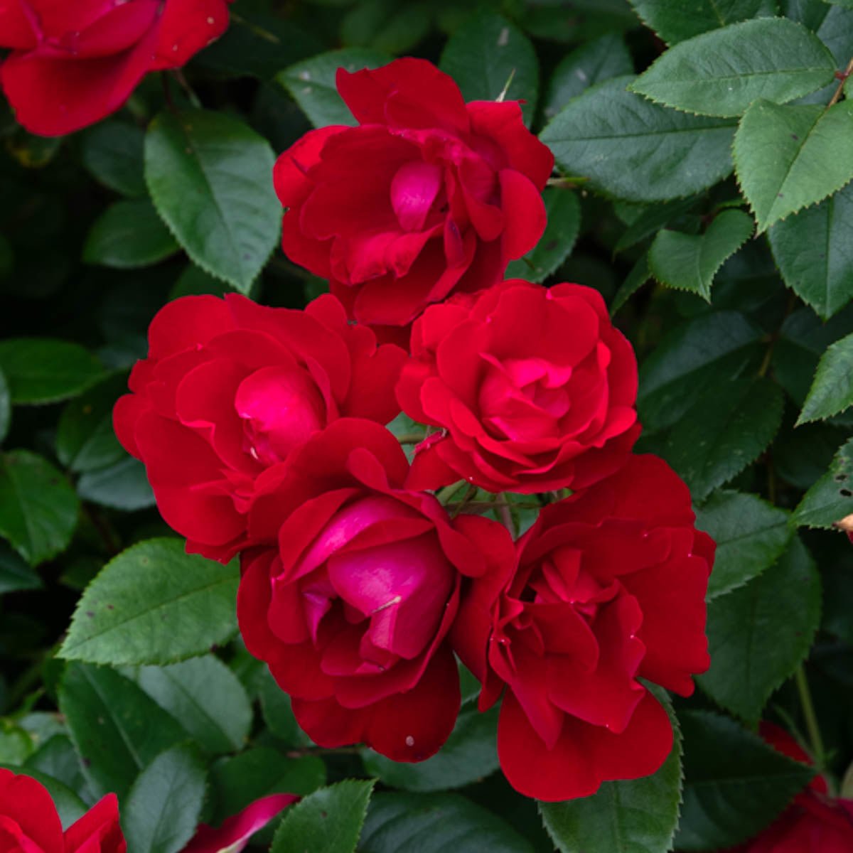 99248_HALFOHMY_R_FLORIBUNDAROSE_Alt3_KVB.jpg