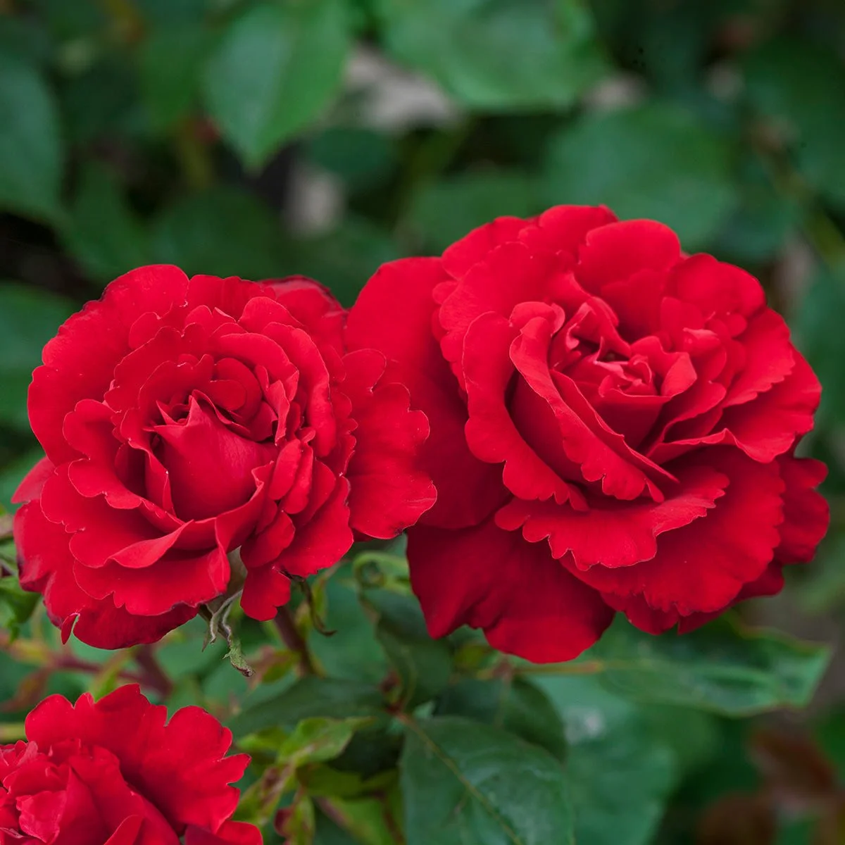 99248_HALF-OH-MY_-_R_-FLORIBUNDA-ROSE_Alt1_KVB-1.jpg