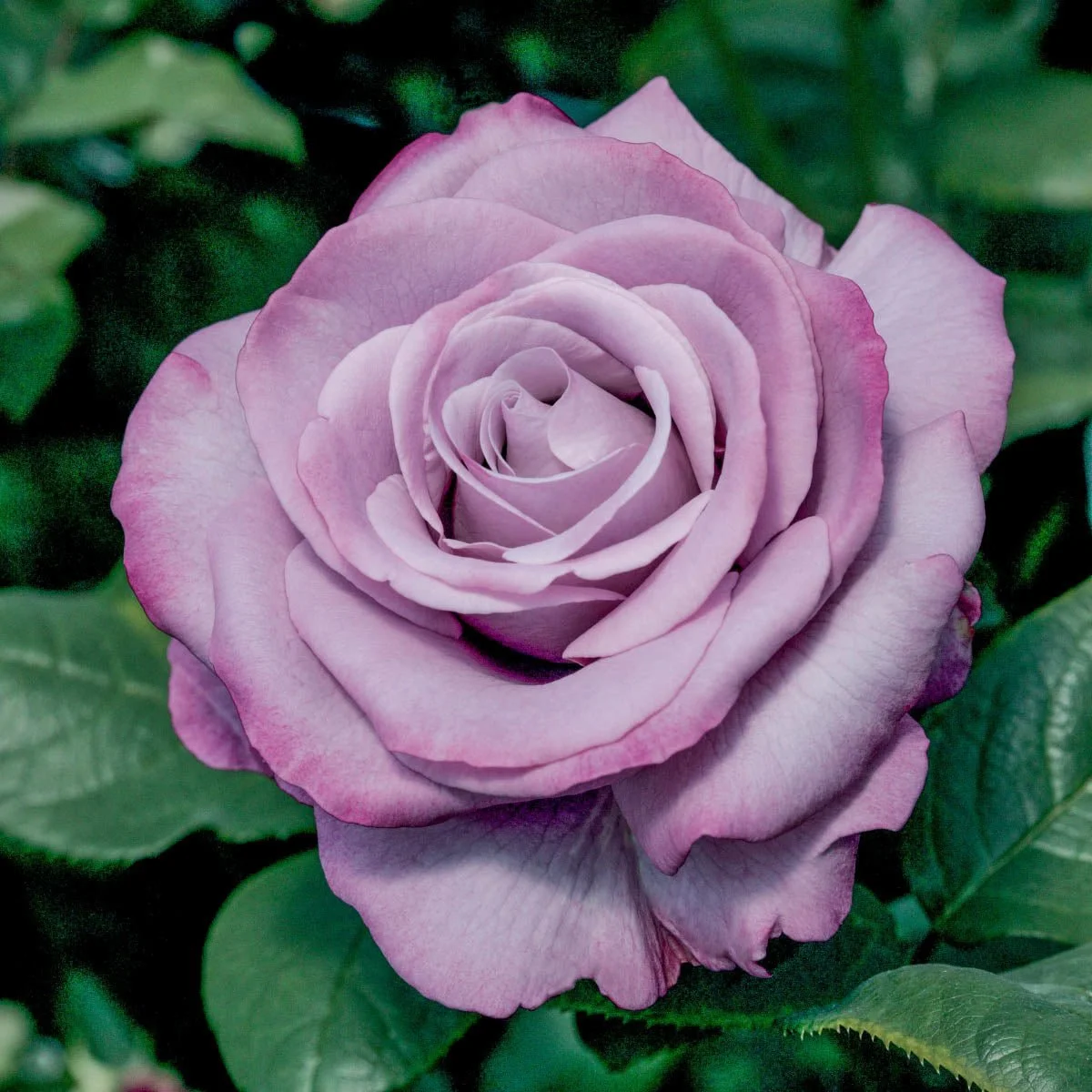 97650_TreeRoseNeptune_36_Alt1_KVB.jpg
