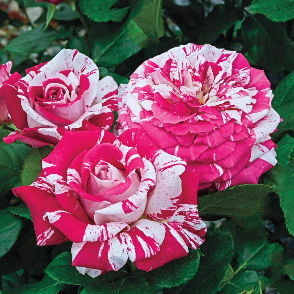 99253_HALFNEILDIAMONDHYBRIDTEAROSE_Alt1_KVB-1.jpg