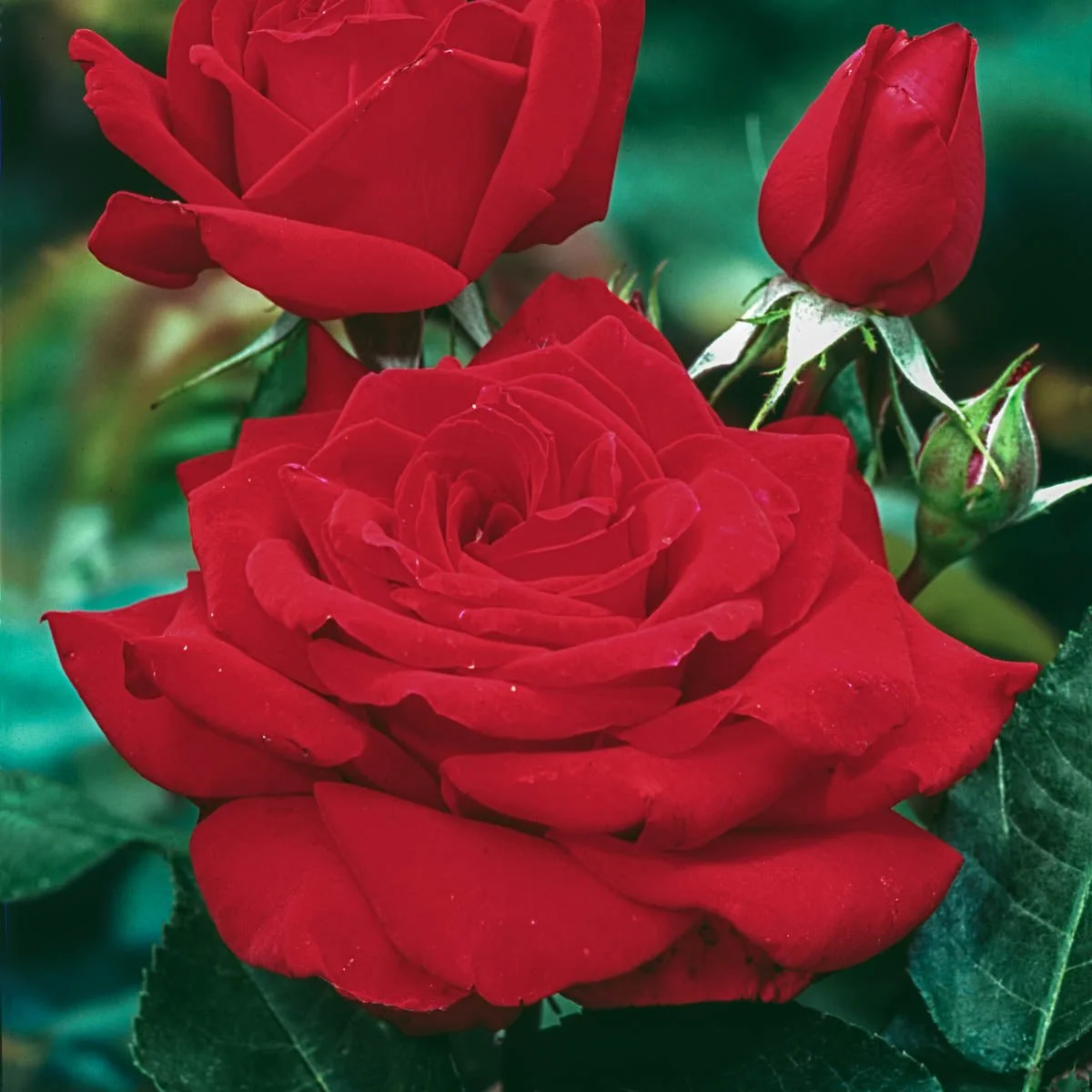 13410_MisterLincolnHybridTeaRose_Main.jpg