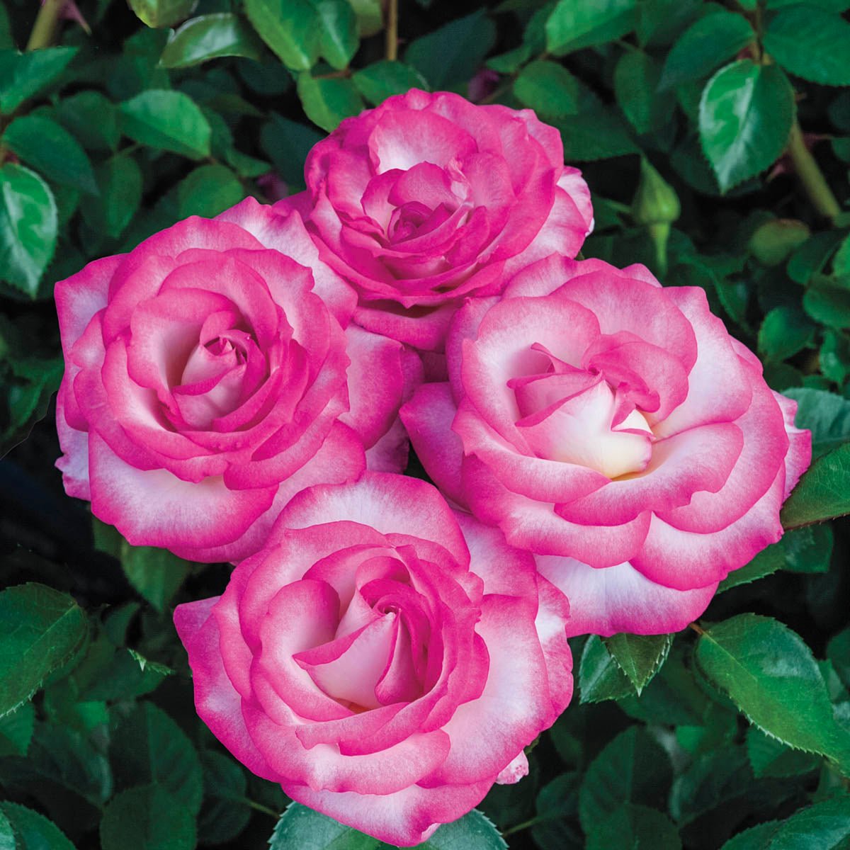 95569_MissCongenialityGrandifloraRose_Main_BR.jpg