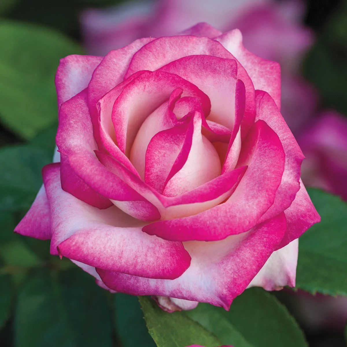 75724_MissCongenialityGrandifloraRose_Alt1_SH.jpg