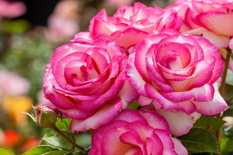Rose_Miss_Congeniality_6606_GU.jpg