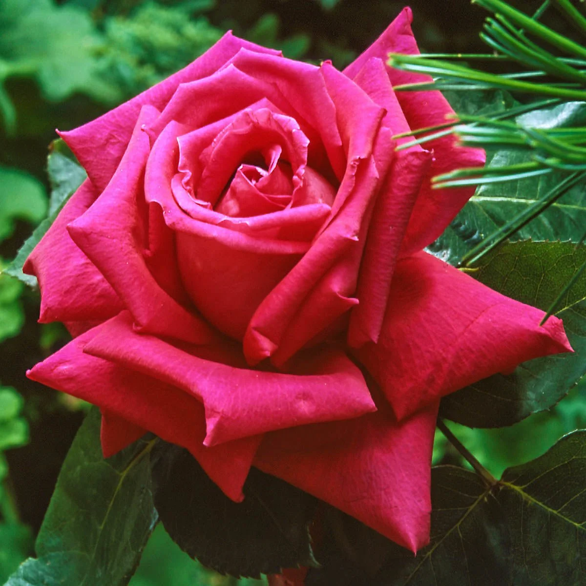 65462_MissAll-AmericanBeautyHTRose_Main_SH.jpg