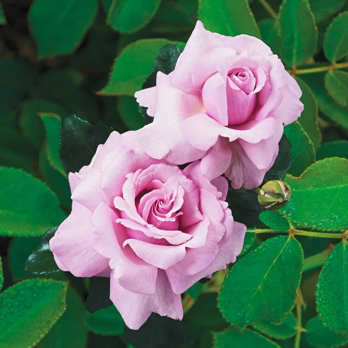 99259_HALFMEMORIALDAYTMHYBRIDTEAROSE_Main_KVB.jpg