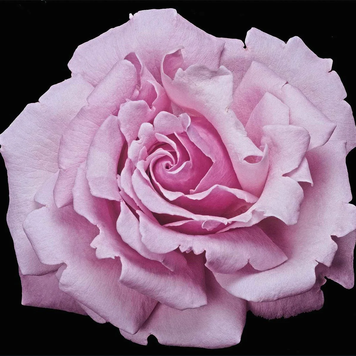 05502_MEMORIALDAYTMHYBRIDTEAROSE_Alt2.jpg