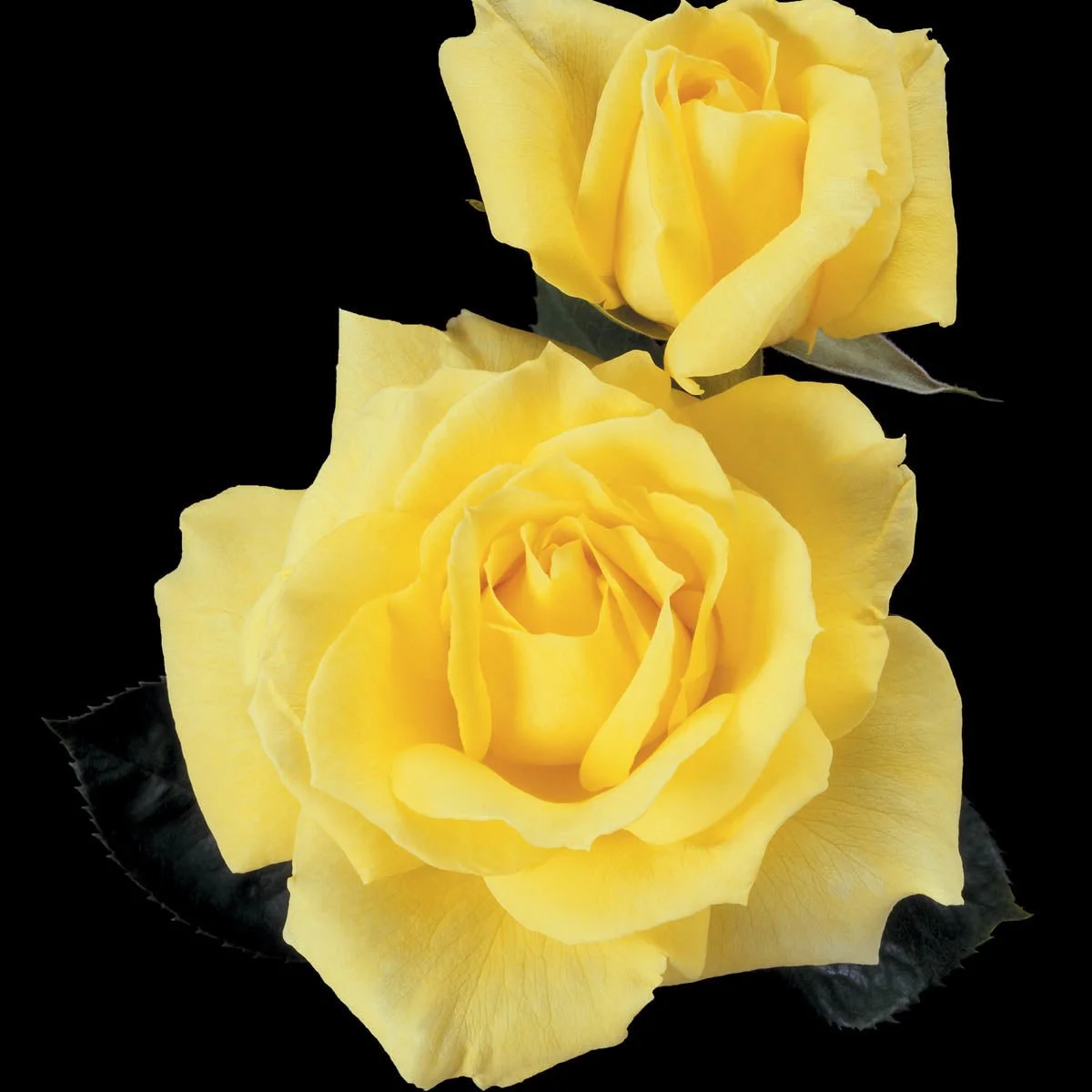 65463_MellowYellowHTRose_Main_SH.jpg