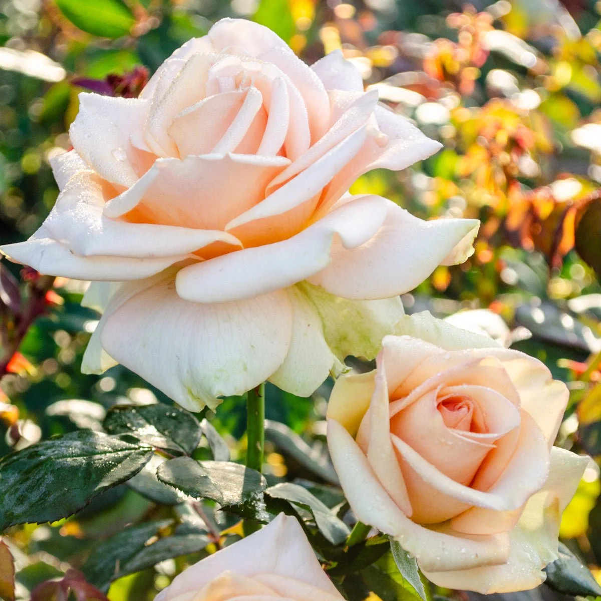 97593_MARILYNMONROETMHTROSE_Main_SH.jpg