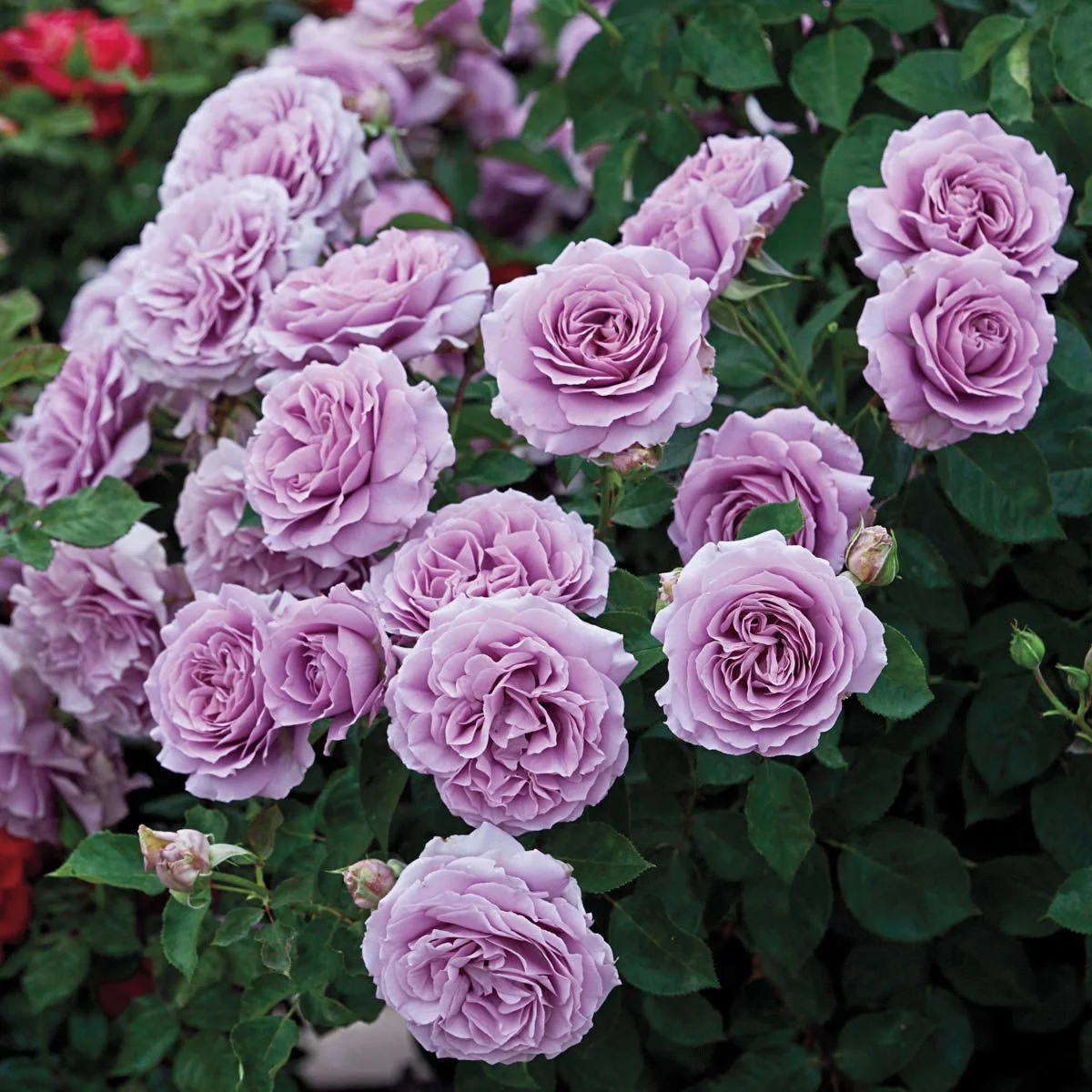 78966_LoveSong_FloribundaRose_Main_BR-1.jpg