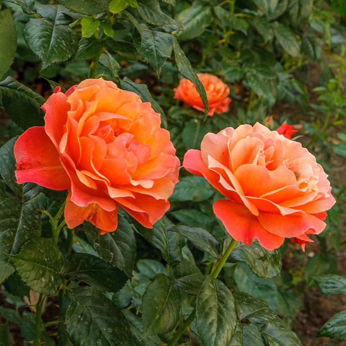 84571A_Rose_Livin_Easy_crop_Main_GU.jpg