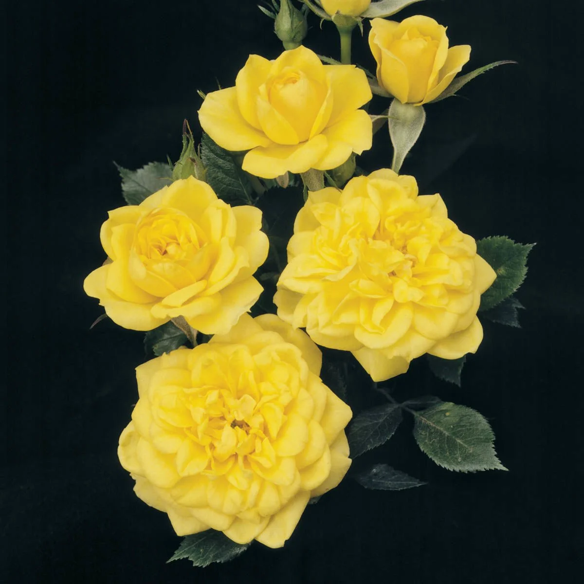05633_LEMONDROPMINIATUREROSE_Alt1_MB.jpg