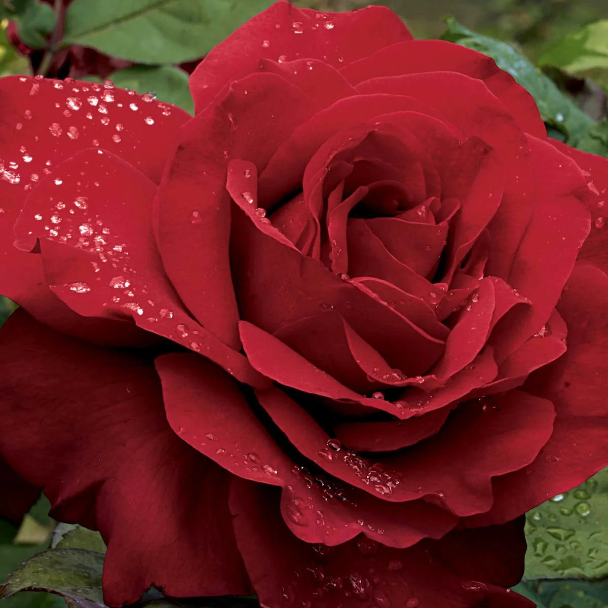 87357_LegendsHybridTeaRose_Main_BR.jpg