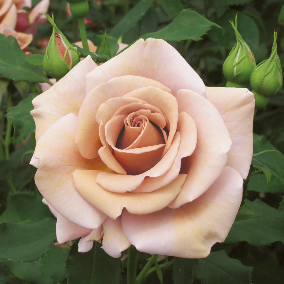 62024_KOKOLOKOTMFLORIBUNDAROSEPP23269_Main_SH.jpg