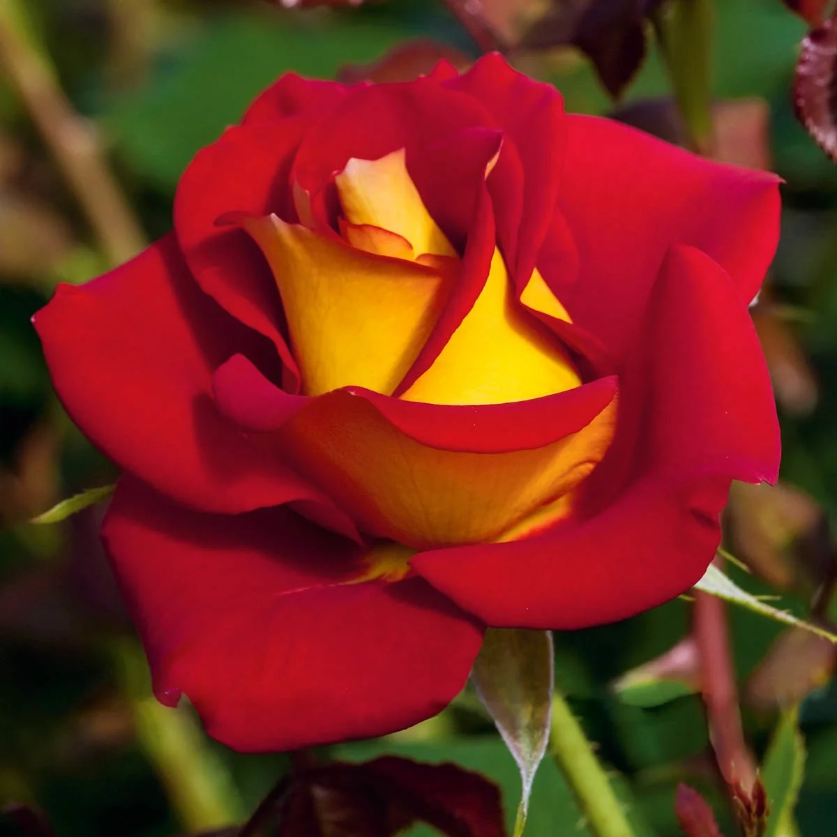 65603_RedJumboRoseSampler_Alt1_SH.jpg