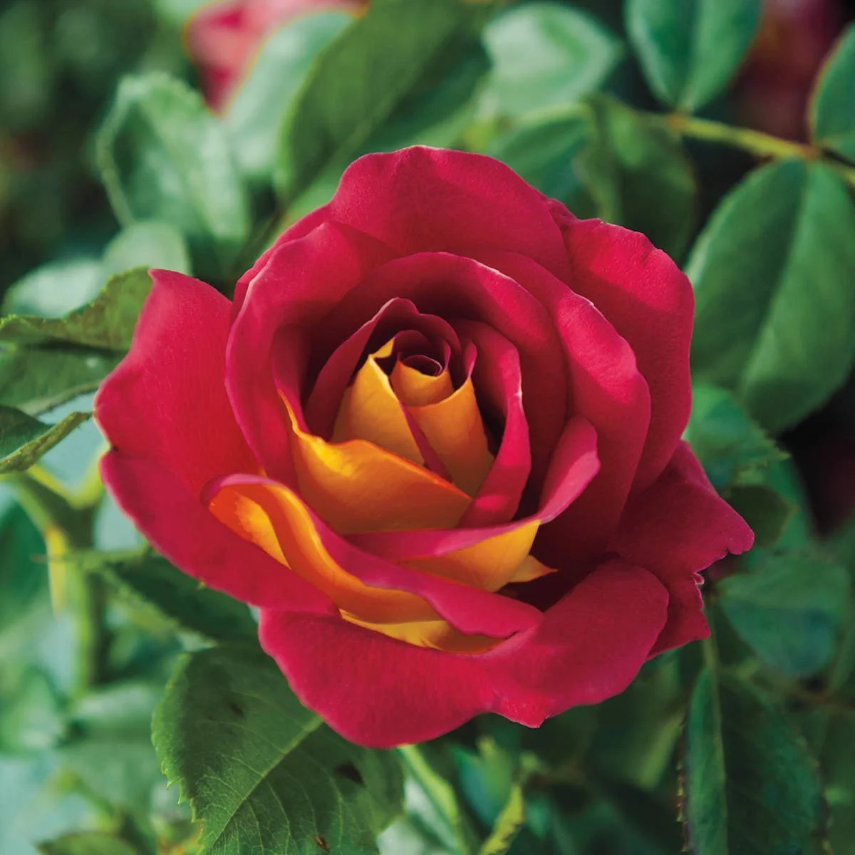65793A_KETCHUPANDMUSTARDTMFLORIBUNDAROSE_Main_MB.jpg